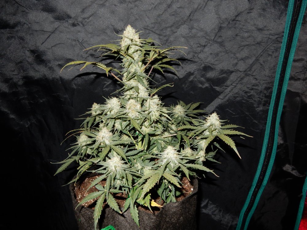 Fast Buds West Coast OG Auto