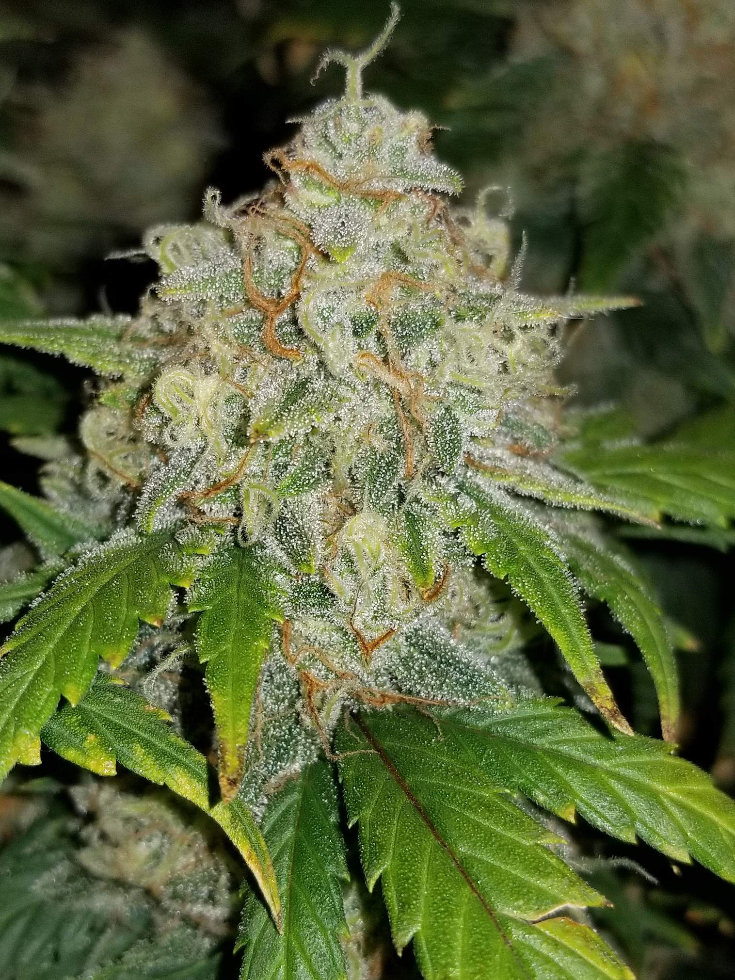 Fast Buds Zkittlez Auto