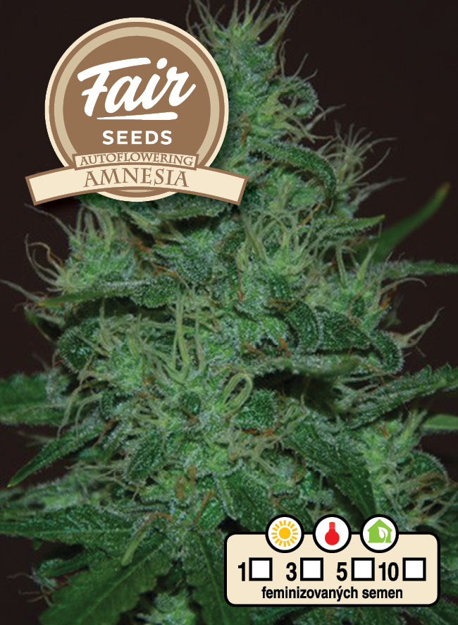 Fair Seeds Auto Amnesia