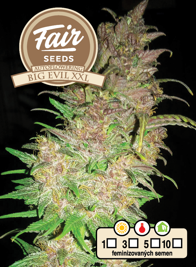 Fair Seeds Auto Big Evil XXL