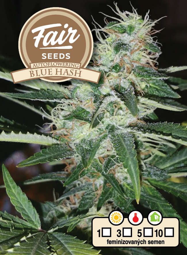 Fair Seeds Auto Blue Hash