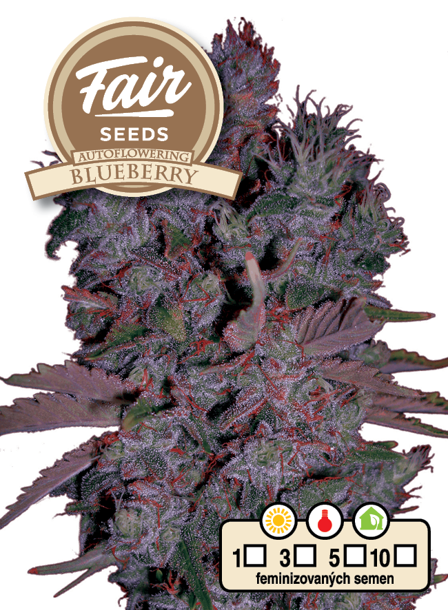 Fair Seeds Auto Blueberry