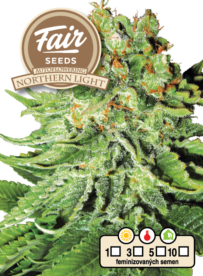 Fair Seeds Auto Northern Light