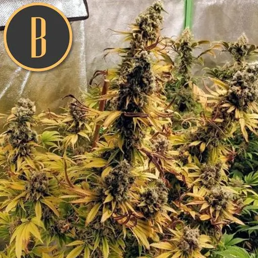 Blimburn Seeds Zombie Death Fuck Feminisiert