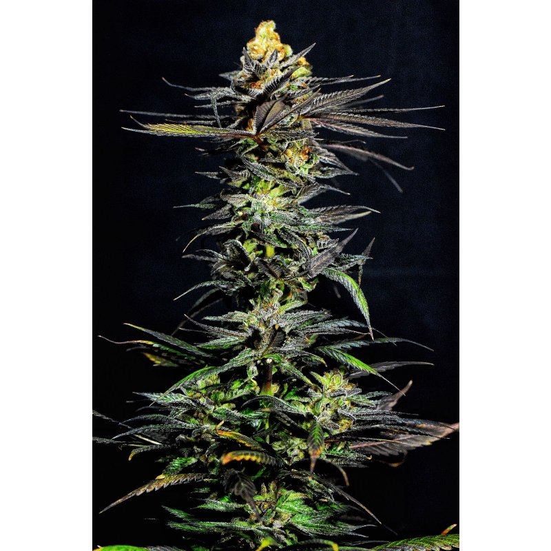 Holy Seeds Bank Bitter Cherry Punch Feminisiert