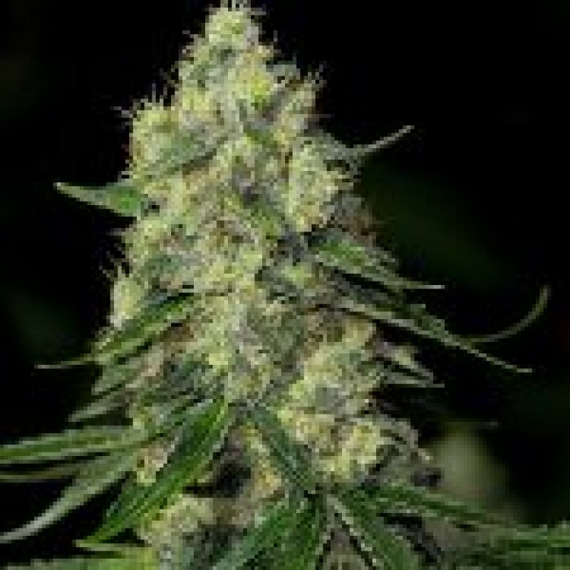 Holy Seeds Bank Loch Ness Monster Autoflowering Feminisierte Autoflower