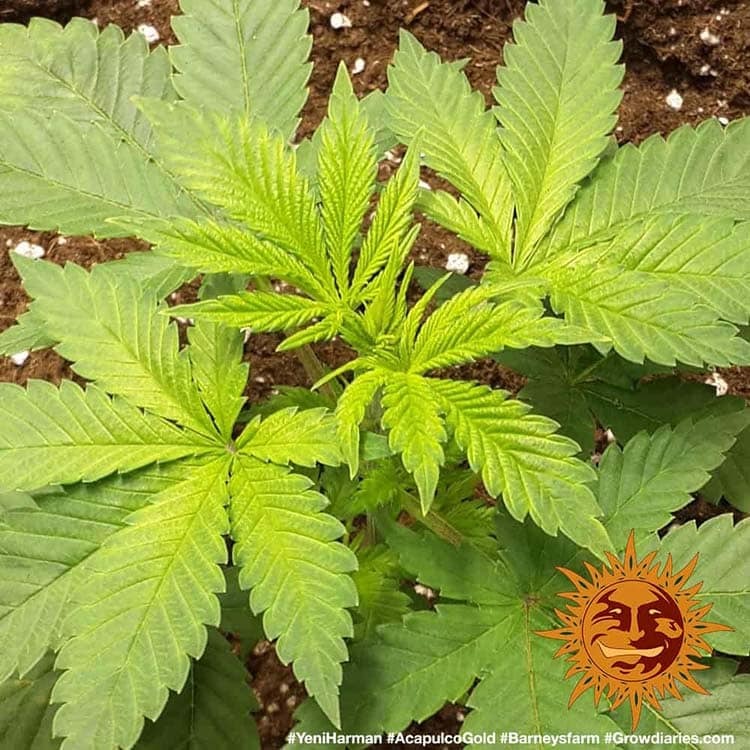 Barney's Farm Acapulco Gold, feminisiert