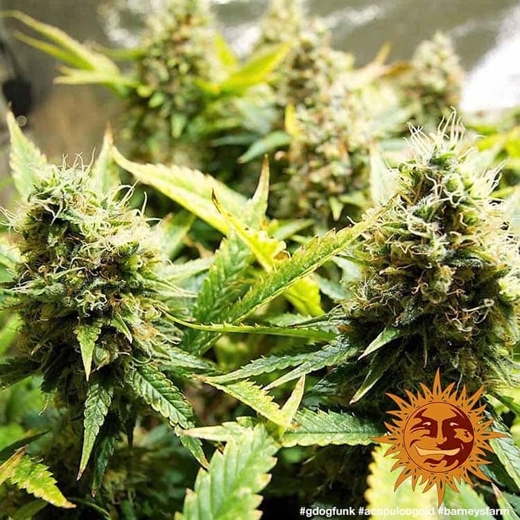 Barney's Farm Acapulco Gold, feminisiert