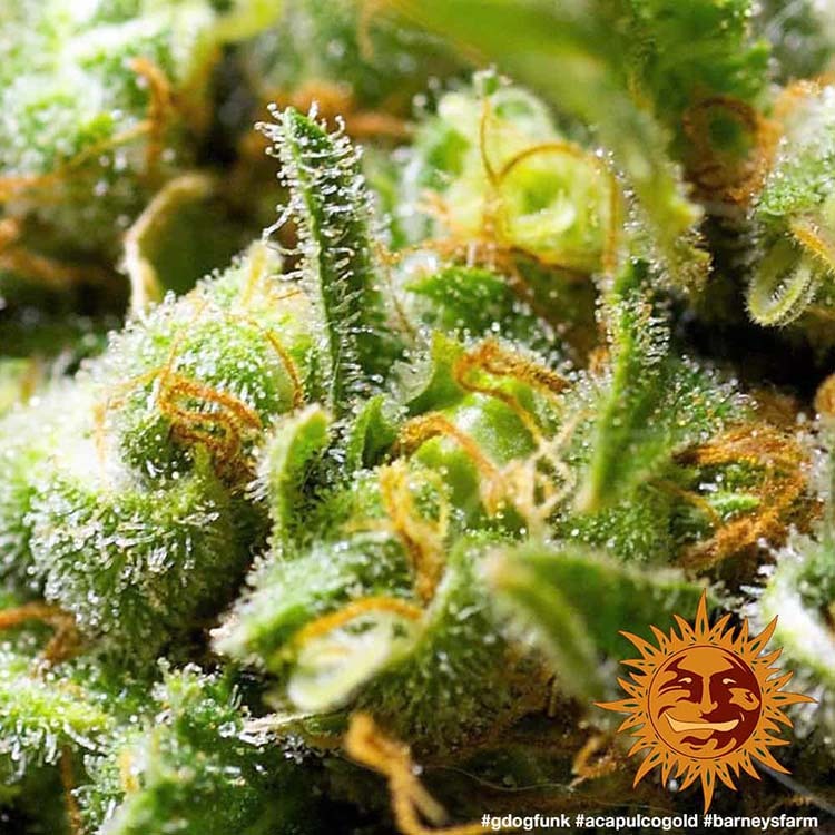 Barney's Farm Acapulco Gold, feminisiert