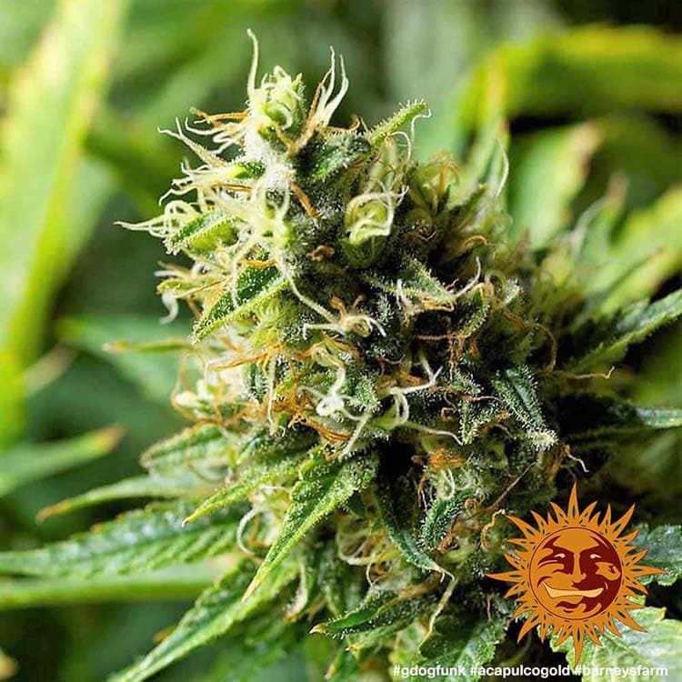Barney's Farm Acapulco Gold, feminisiert