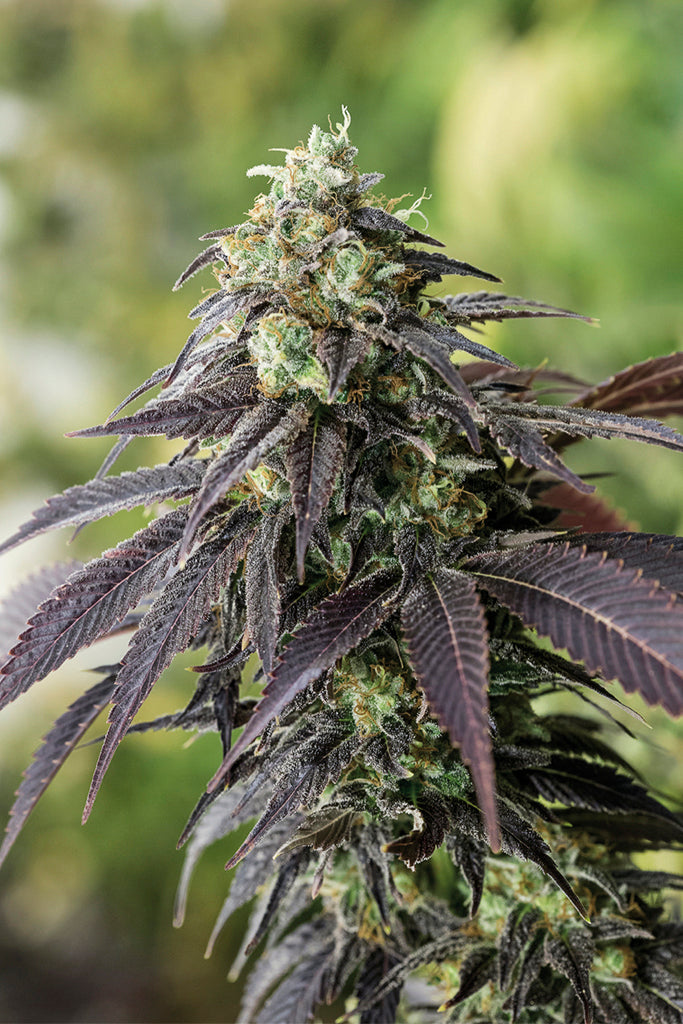 Humboldt Seeds 707 Stirnband feminisiert