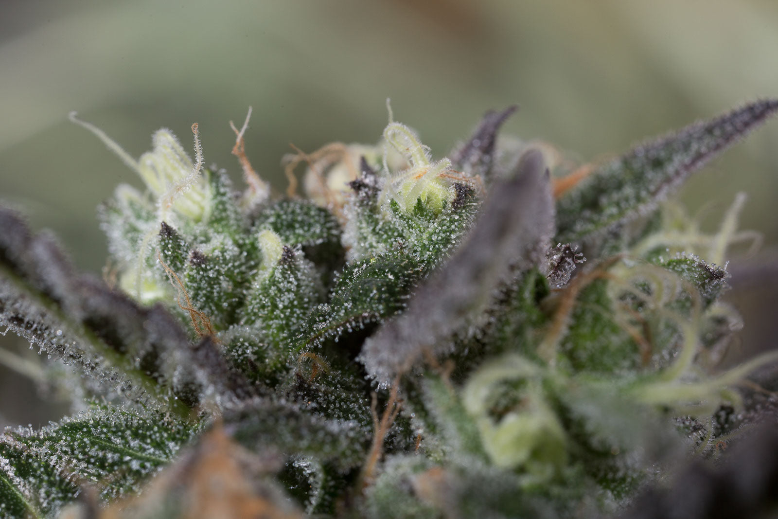Humboldt Seeds Blueberry Stirnband feminisiert