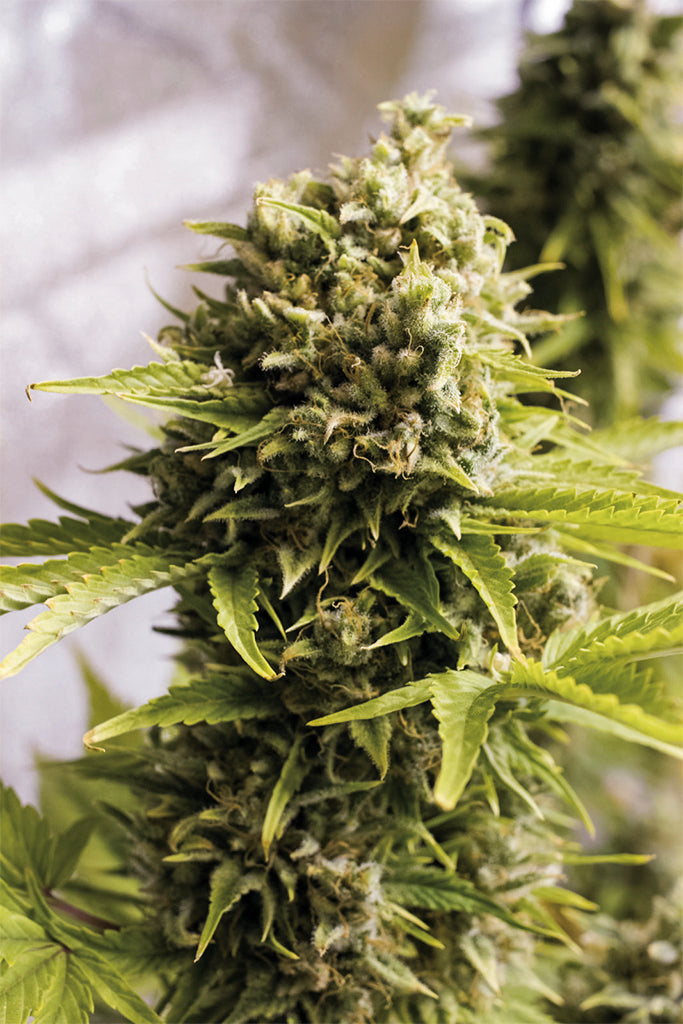 Humboldt Seeds Bubba Cheese Autoflowering