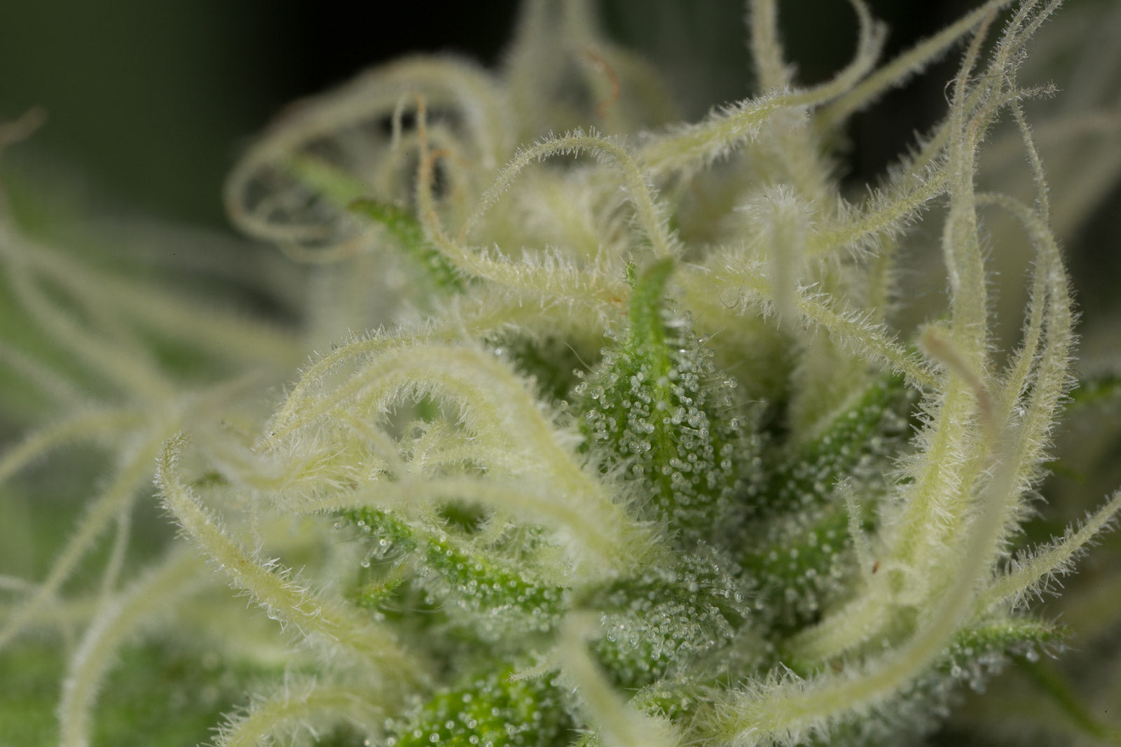 Humboldt Seeds Blue Dream Feminisiert
