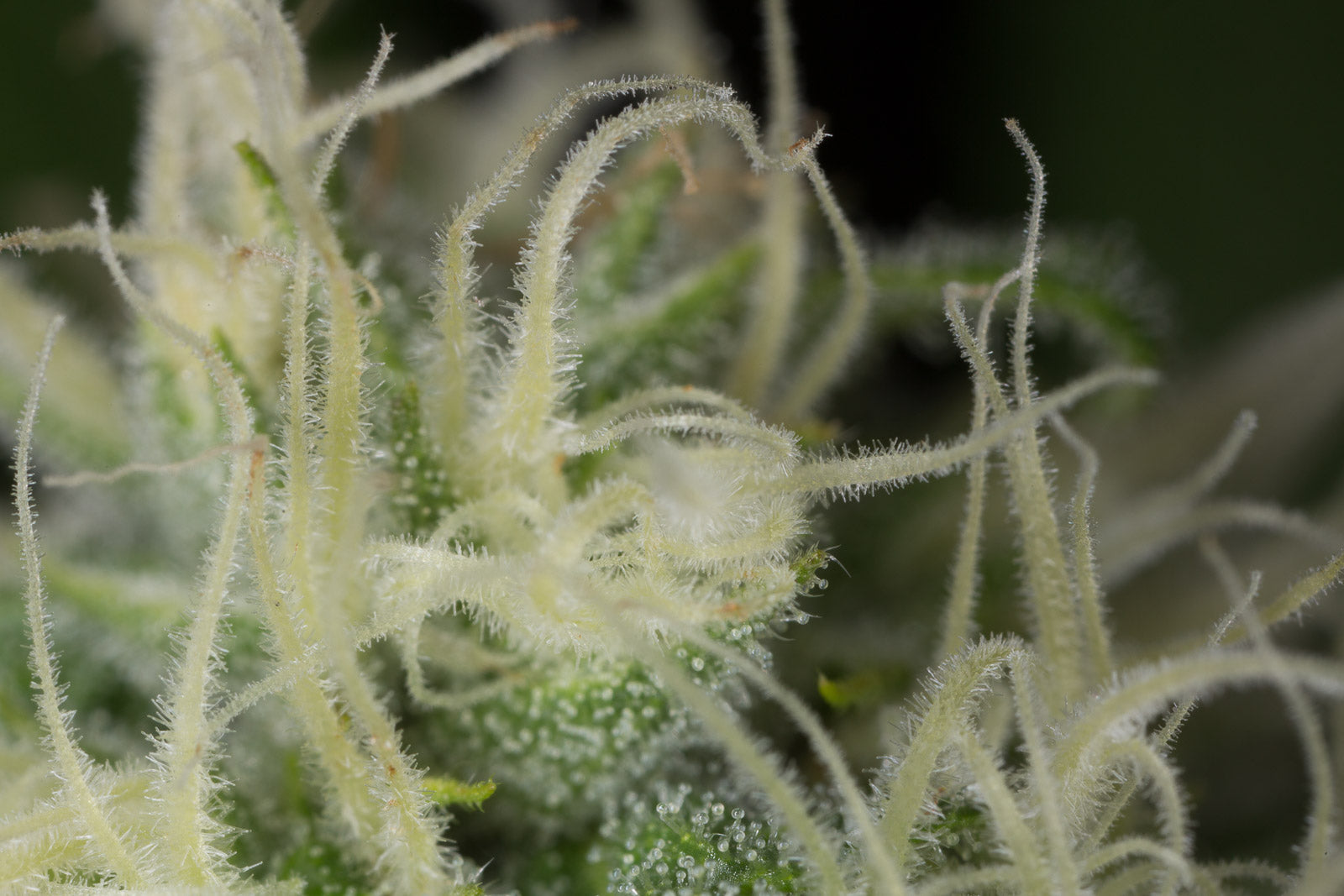 Humboldt Seeds Blue Dream Feminisiert