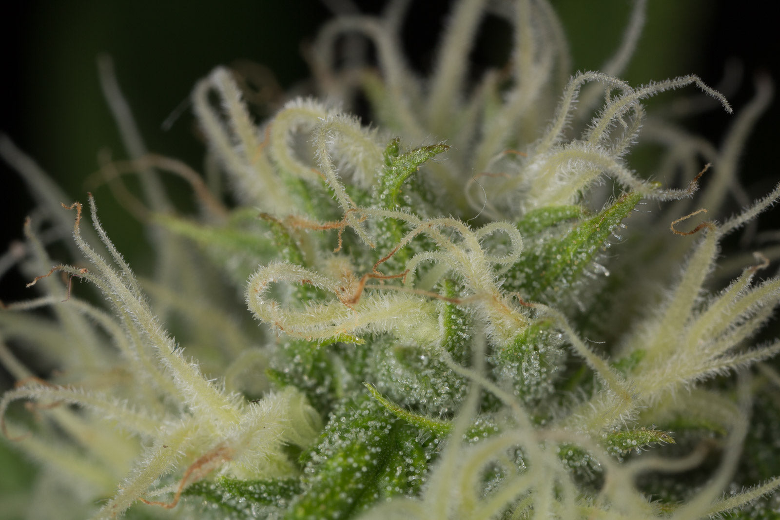 Humboldt Seeds Blue Dream Feminisiert