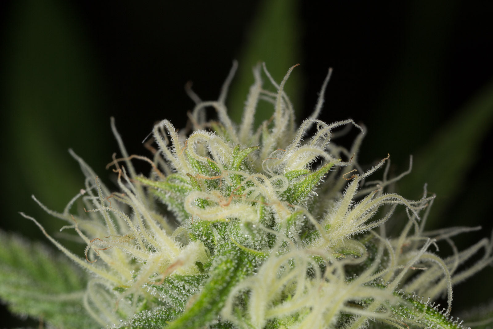 Humboldt Seeds Blue Dream Feminisiert