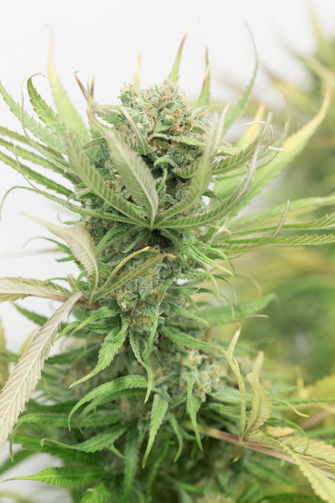 Humboldt Seeds Blue Dream Feminisiert