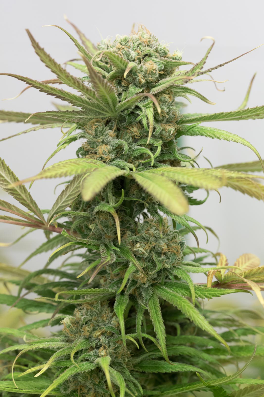 Humboldt Seeds Blue Dream Feminisiert