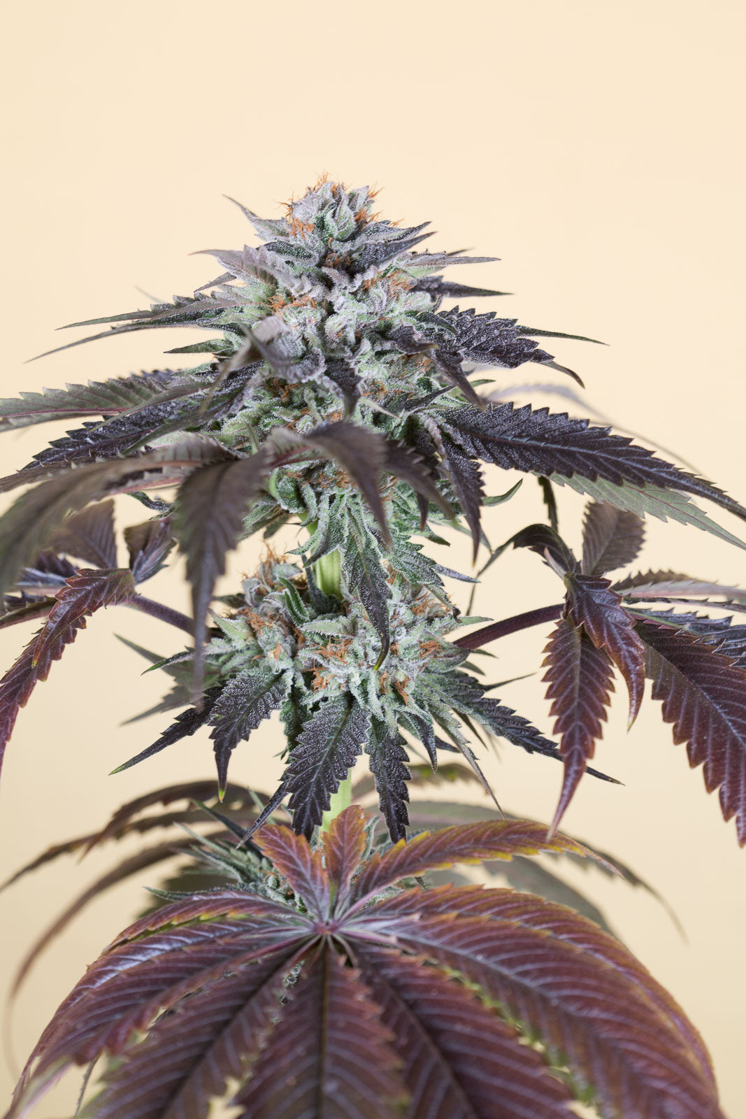 Humboldt Seeds Bubba's Gift feminisiert