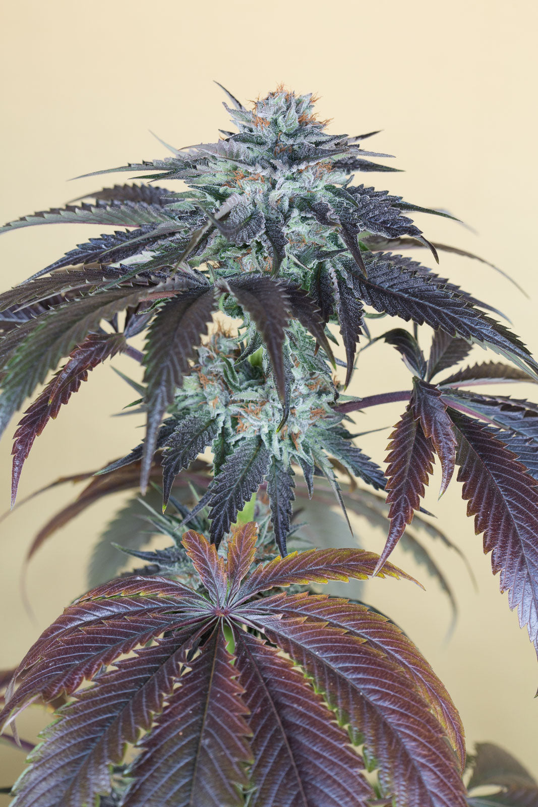 Humboldt Seeds Bubba's Gift feminisiert
