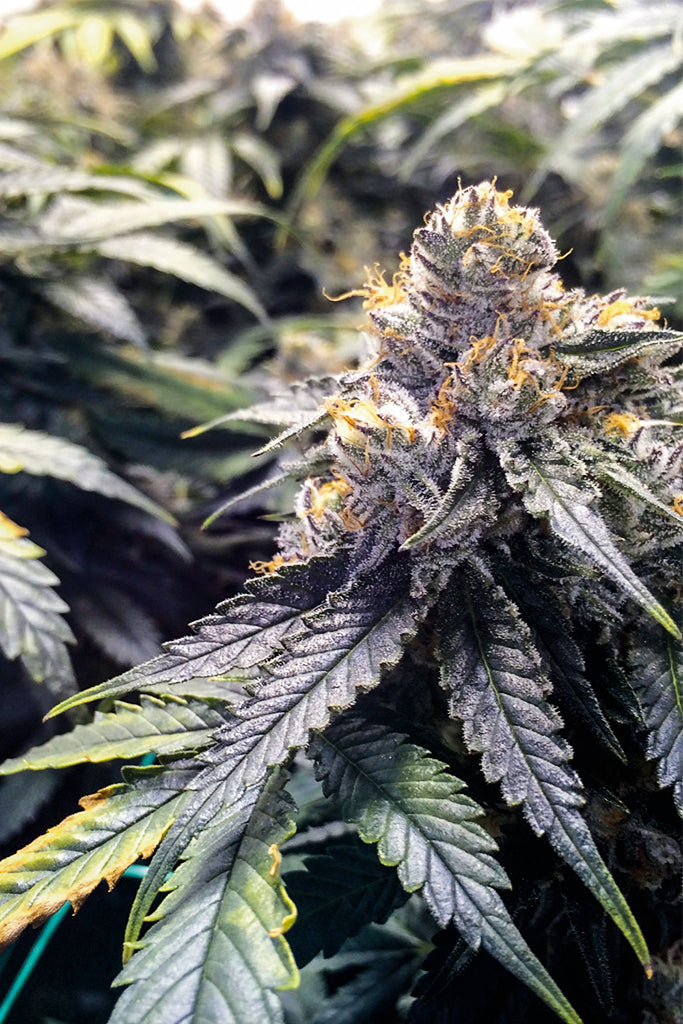 Humboldt Seeds Bubba's Gift feminisiert