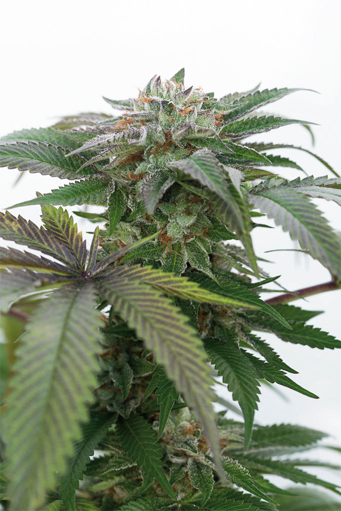 Humboldt Seeds Bubba Kush 2.0 Feminisiert