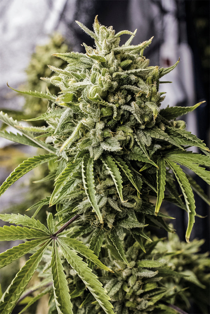 Humboldt Seeds Bubba Kush Autoflowering Feminisierte Autoflower
