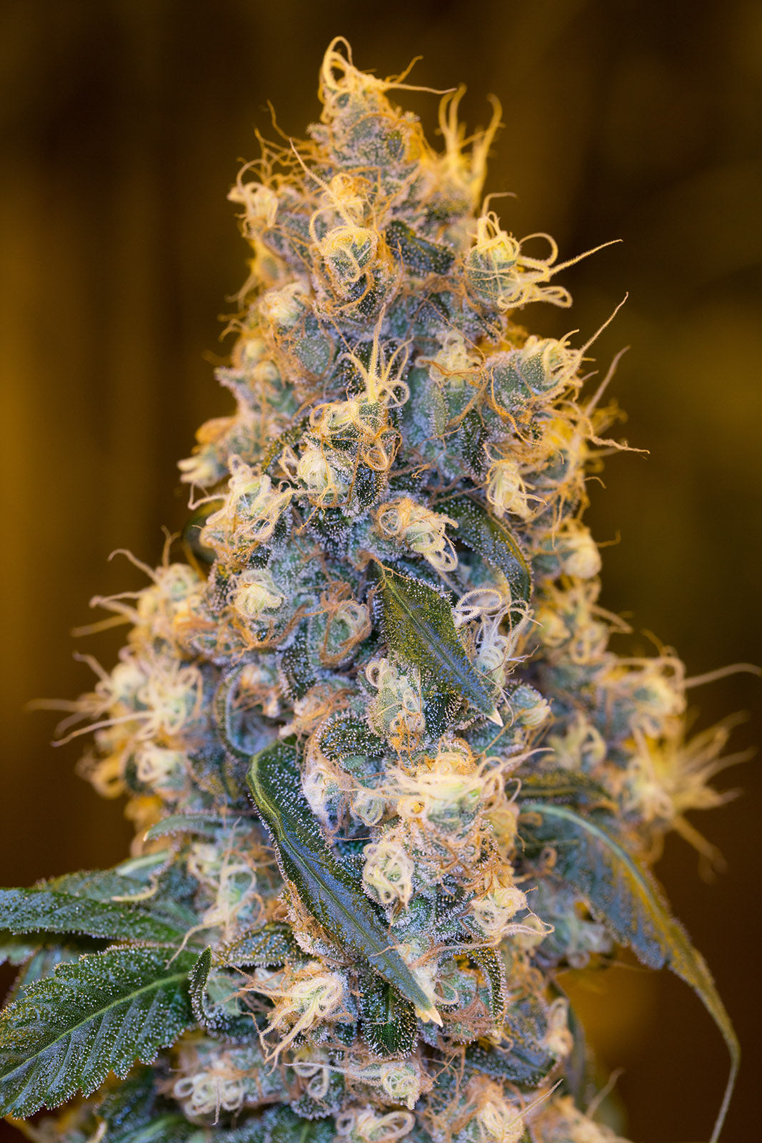 Humboldt Seeds Organization Blue Fire feminisiert