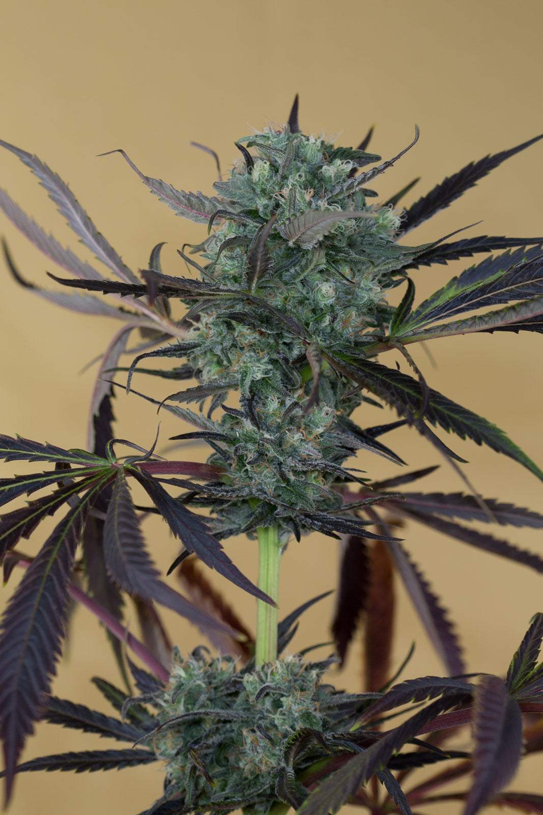 Humboldt Seeds Chemdawg Feminisiert