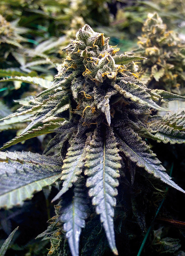 Humboldt Seeds Chocolate Mint OG Feminisiert