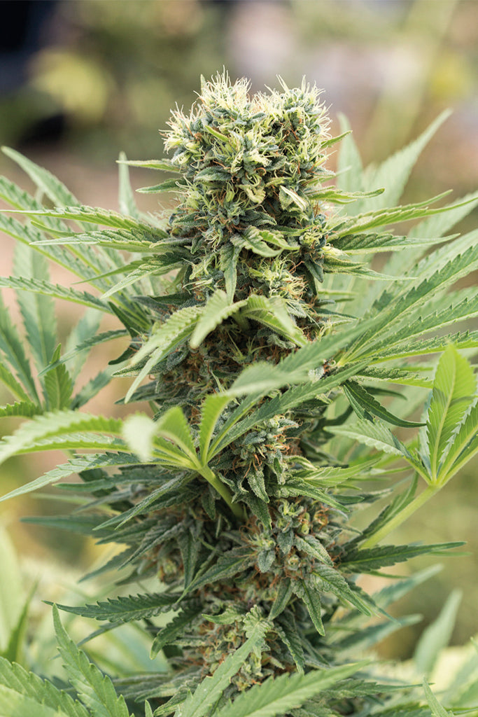 Humboldt Seeds Dedoverde Haze Autoflowering