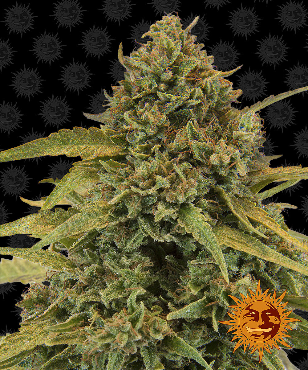 Barney's Farm Bad Azz Kush, feminisiert
