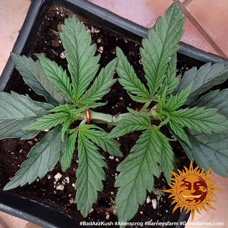 Barney's Farm Bad Azz Kush, feminisiert