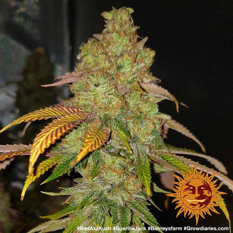 Barney's Farm Bad Azz Kush, feminisiert