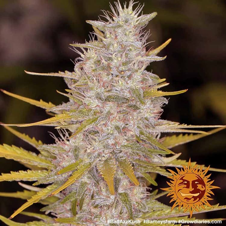 Barney's Farm Bad Azz Kush, feminisiert