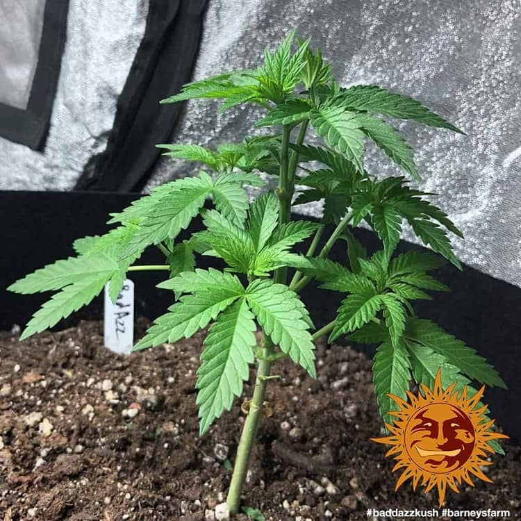 Barney's Farm Bad Azz Kush, feminisiert