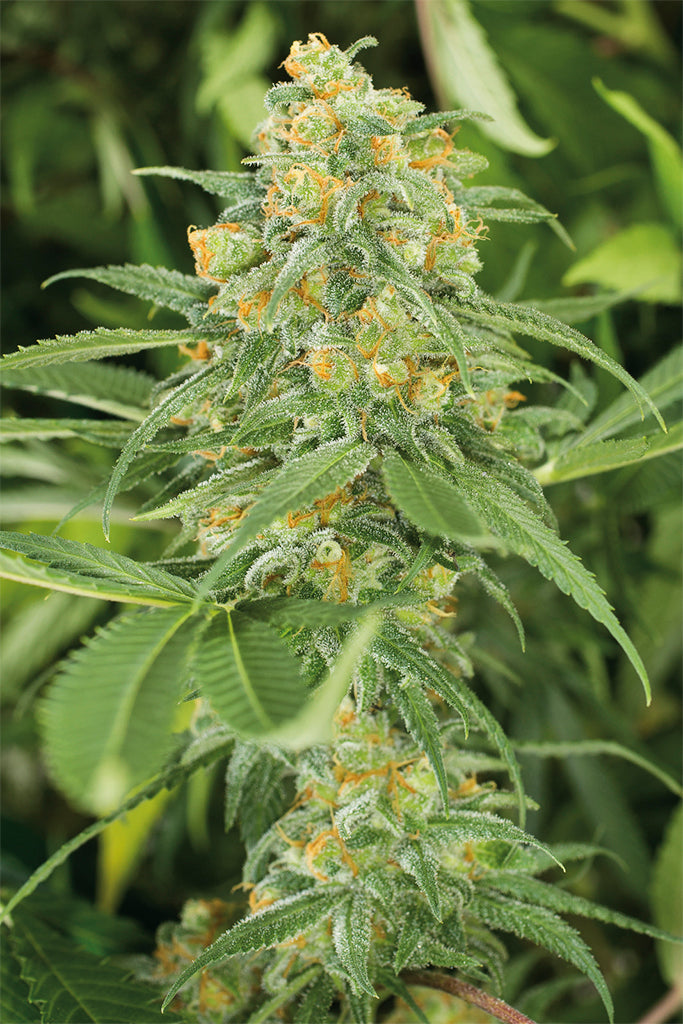 Humboldt Seeds Green Crack feminisiert