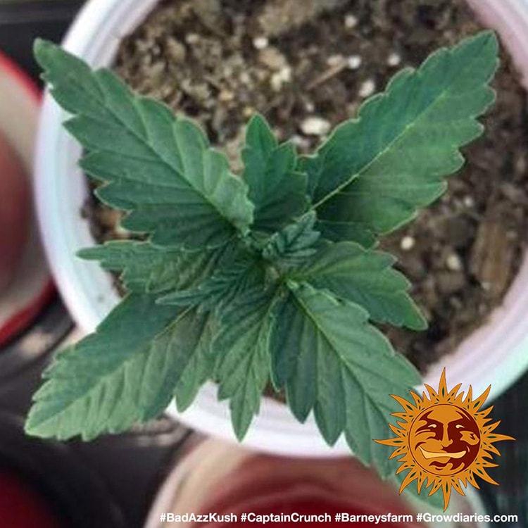 Barney's Farm Bad Azz Kush, feminisiert