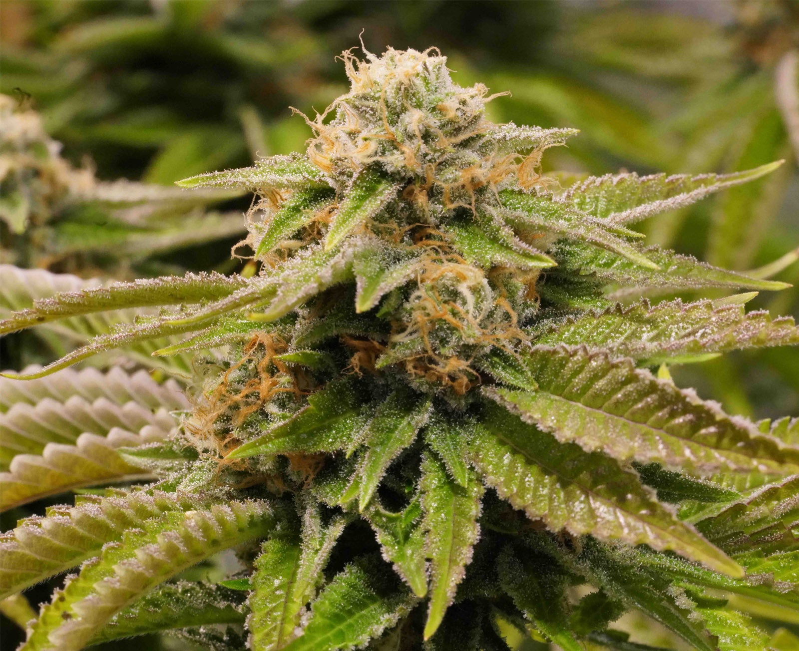 Humboldt Seeds Organization Gorilla Breath feminisiert