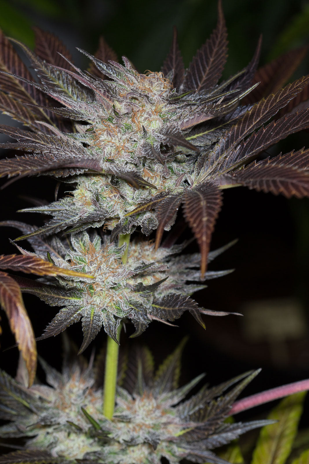 Humboldt Seeds Lost Coast OG Feminisiert