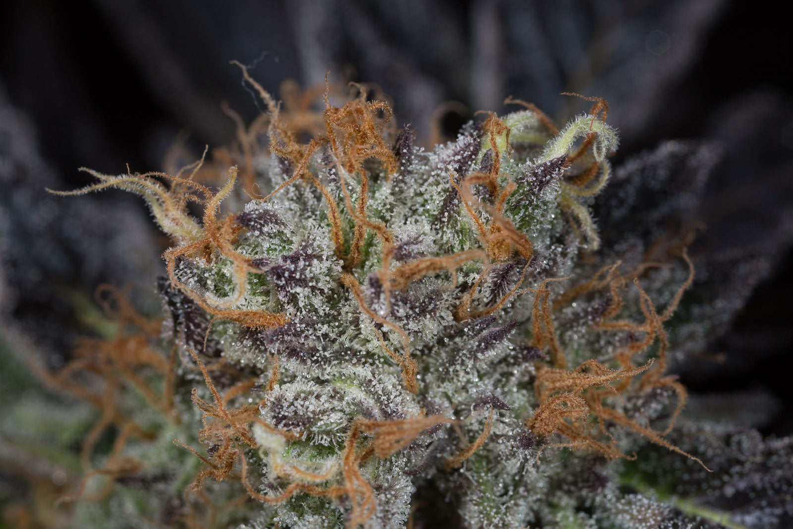 Humboldt Seeds Lost Coast OG Feminisiert