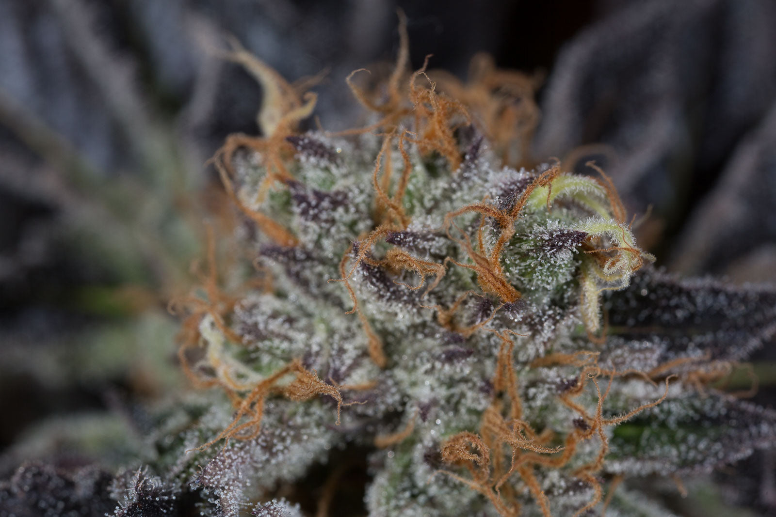 Humboldt Seeds Lost Coast OG Feminisiert