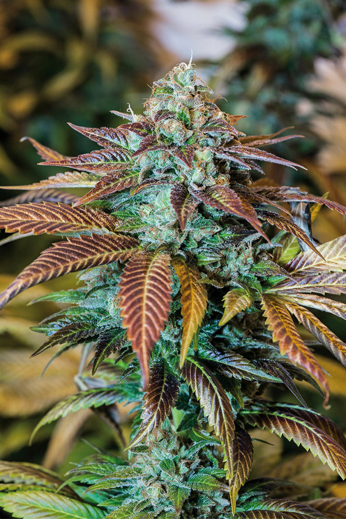 Humboldt Seeds Lemon Kush Stirnband feminisiert