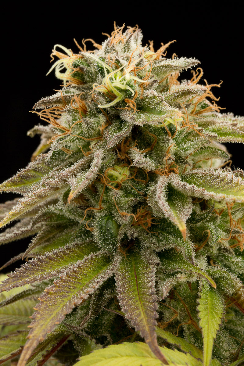 Humboldt Seeds Lemon Thai Kush Regulär