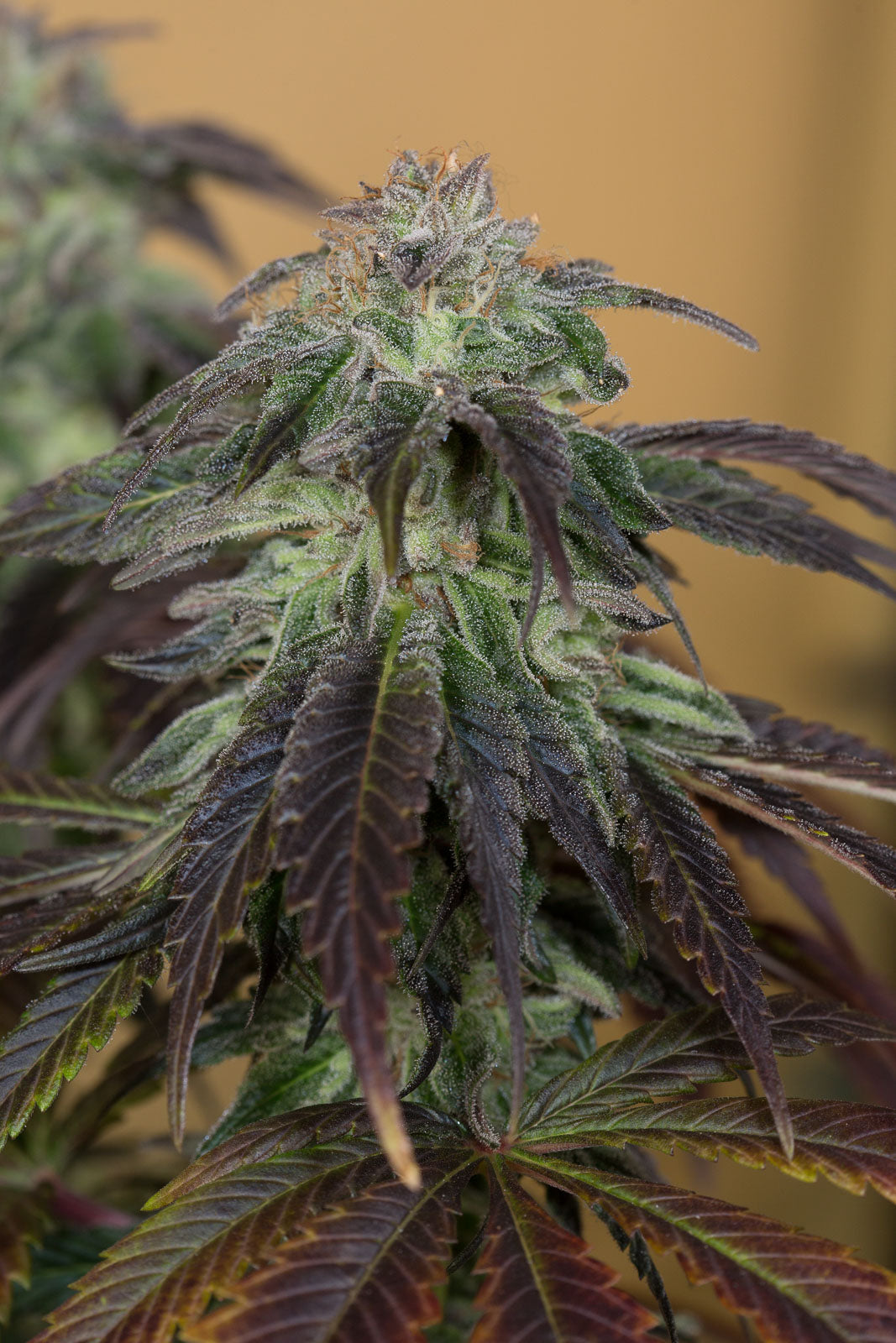 Humboldt Seeds OG Kush Feminisiert