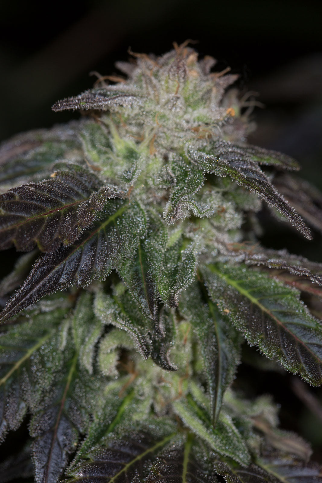 Humboldt Seeds OG Kush Feminisiert
