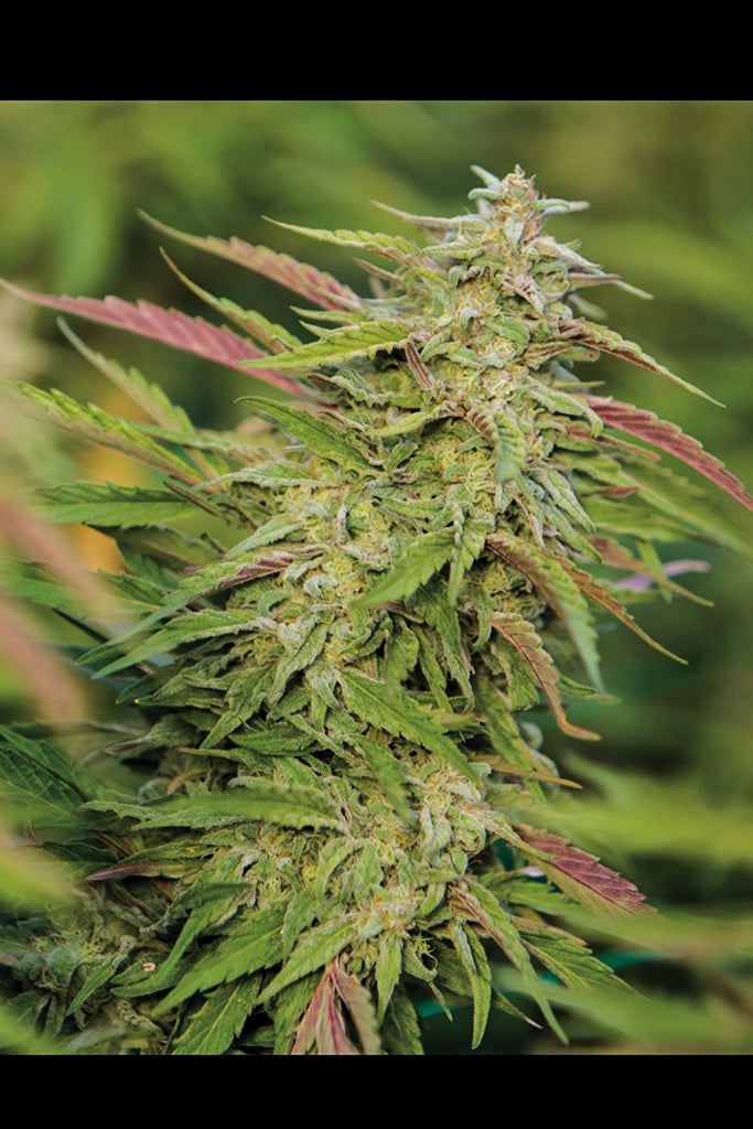 Humboldt Seeds Trainwreck Regulär
