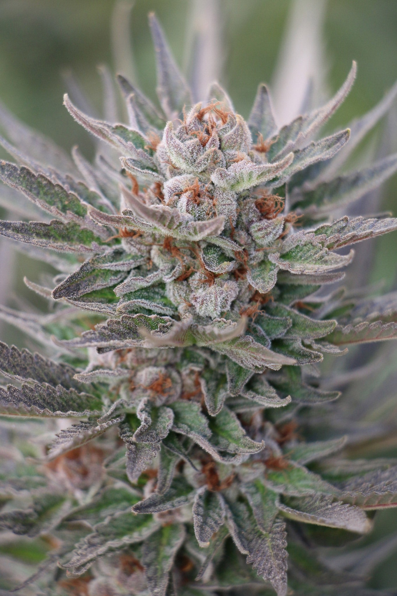 Humboldt Seeds Organization Sapphire Scout feminisiert