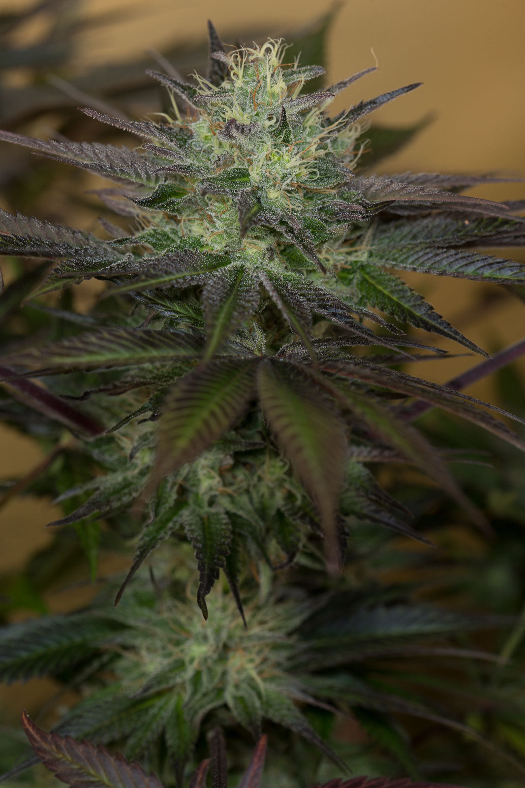 Humboldt Seeds Sapphire OG Feminisiert